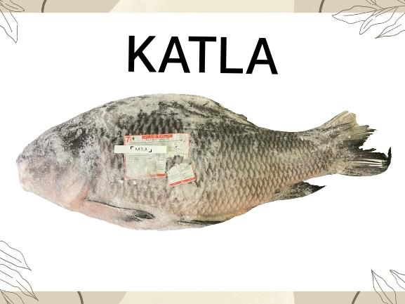 Katla Fish (কাতল মাছ)