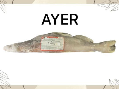 Frozen Ayer Fish
