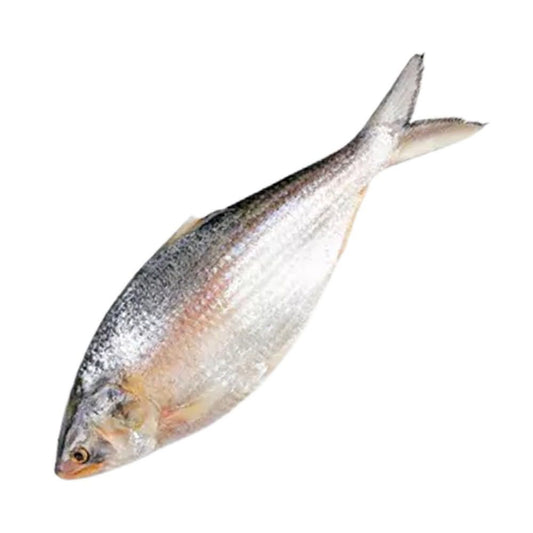 Hilsha Fish (ইলিশ মাছ)  85,00 zł – 105,00 zł